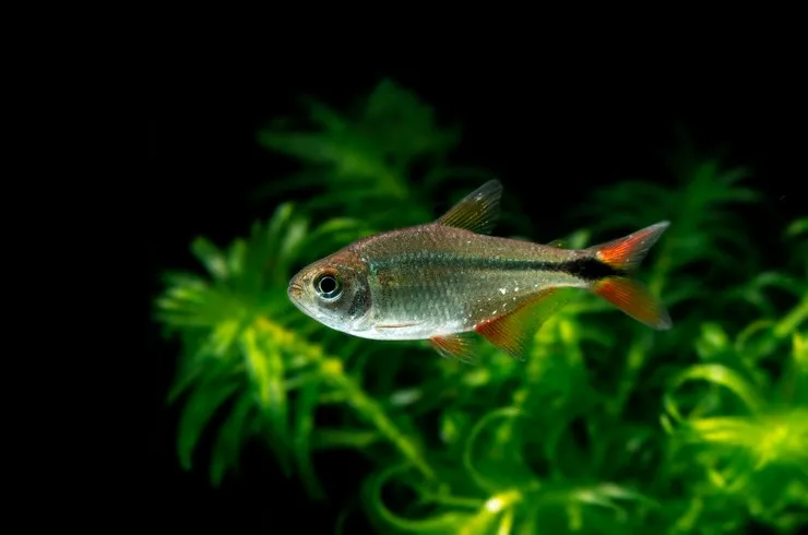 Тетрагоноптерус (лат. - Hemigrammus caudovittatus)