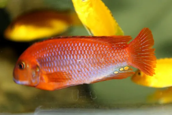 Йодотрофеус (Iodotropheus sprengerae)