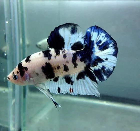 Пітушки, Кої. XL. (лат. Betta)