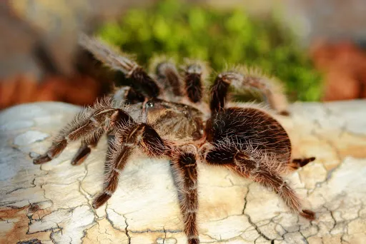Павук Брахипельма альбопилозум (лат. - Brachypelma albopilosum)