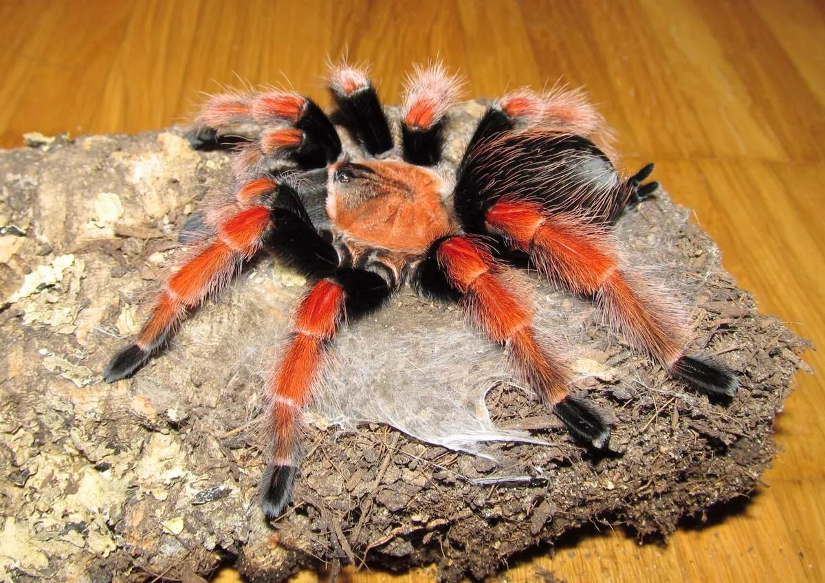 Павук Брахіпельма беме, дор. (лат. - Brachypelma boehmei)