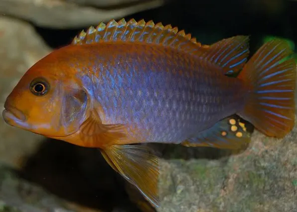 Йодотрофеус (Iodotropheus sprengerae)