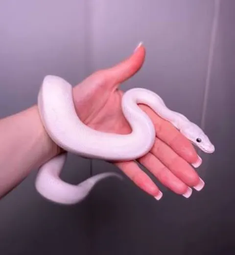 Пітон королівський Білий (лат. - Python regius Leucistic)