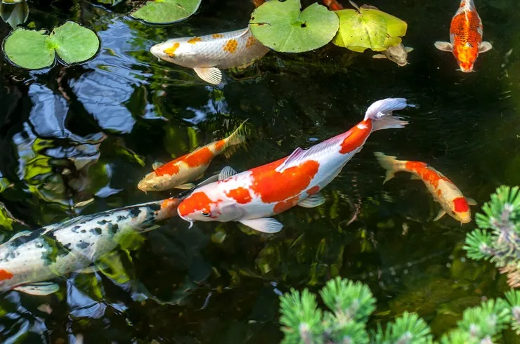 Карп Кої, асс. M. (лат. - Carassius auratus)