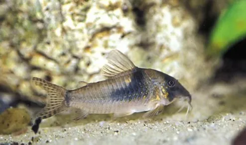 Корідорус септентріоналіс (лат. - Corydoras septentrionalis)