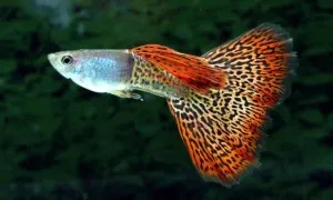 Гупі S ( Poecilia reticulata)