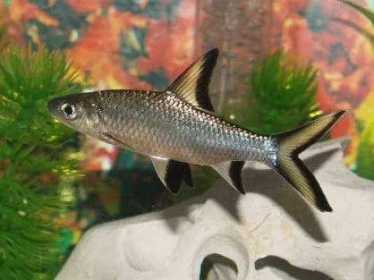 Акула Балу, (лат. - Balantiocheilus Melanopterus)