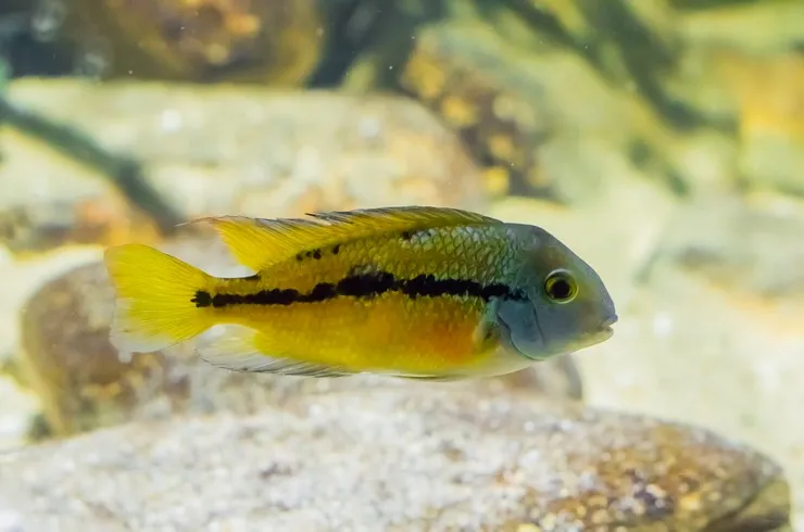 Цихлозома Нікарагуанська, M ( лат . - Hypsophrys nicaraguensis)