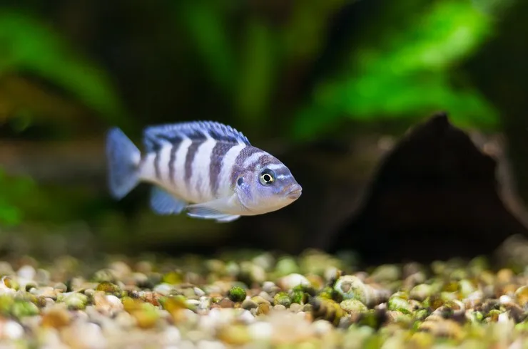 Псевдотрофеус Ломбардо, S (лат. - Pseudotropheus lombardoi)