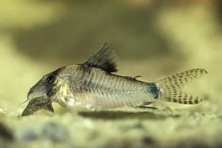 Корідорус септентріоналіс (лат. - Corydoras septentrionalis)