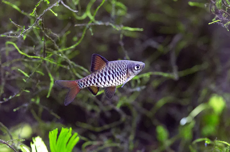 Барбус оліголепіс, (лат. - Oliotius oligolepis)