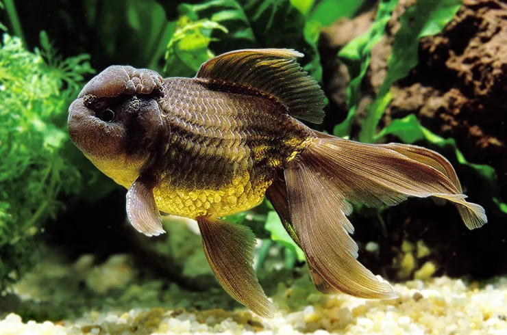 Оранда Чорна, XL. (лат. - Black Oranda)