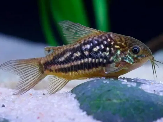 Коридорус нанус (лат. - Corydoras nanus)