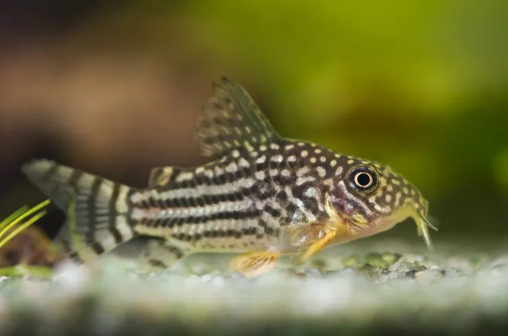 Корідорус Штерба (лат. - Corydoras Sterbai)