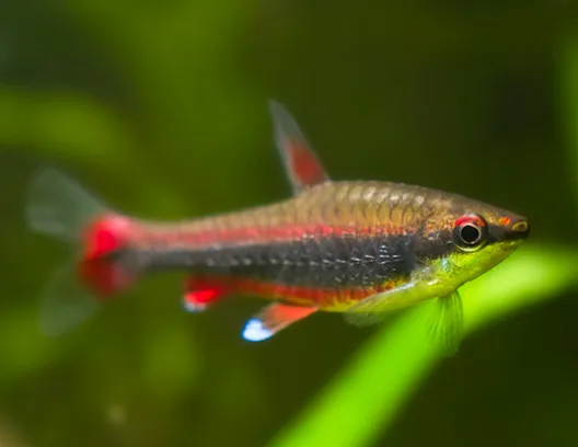 Наностомус Бекфорда суперред, (лат. - Nannostomus beckfordi)
