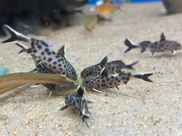 Сінудонтіс Петрикола, S. (лат. - Synodontis petricola)