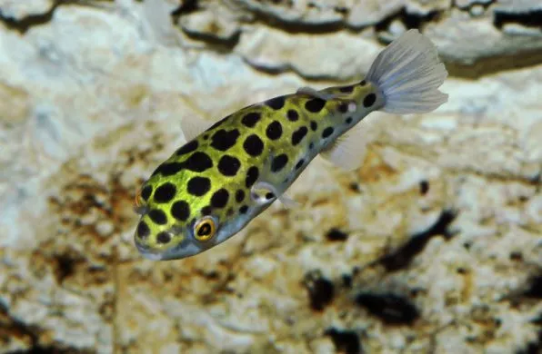 Тетрадон (лат. Tetraodon nigroviridis)