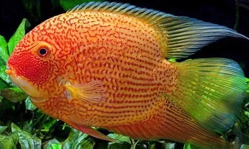 Цихлозома  Северум "Червона Перлина", S (лат. - Heros severum var. "Red Perl")