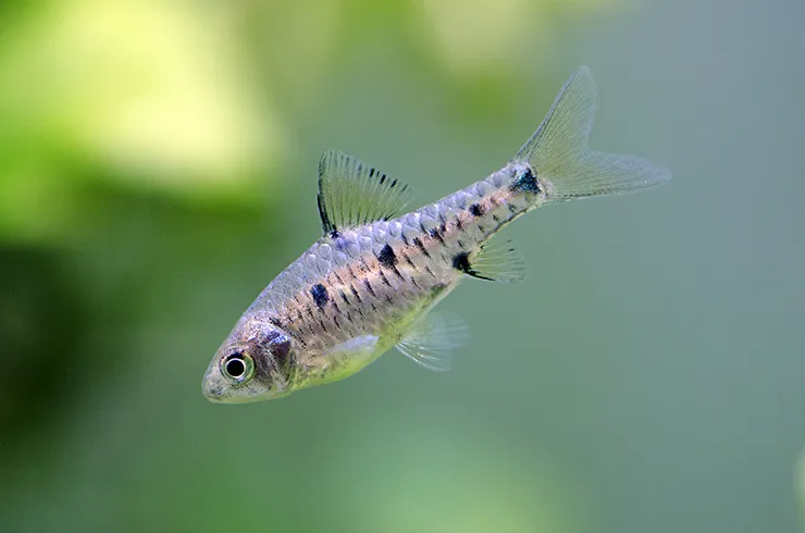 Барбус оліголепіс, (лат. - Oliotius oligolepis)