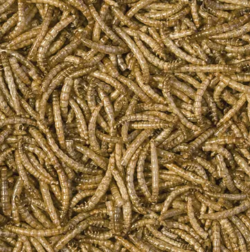 Корм для м'ясоїдних і всеїдних рептилій Meal Worms 250ml/30g