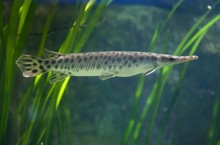 Панцирная щука Окулятус (лат. - Lepisosteus oculatus)