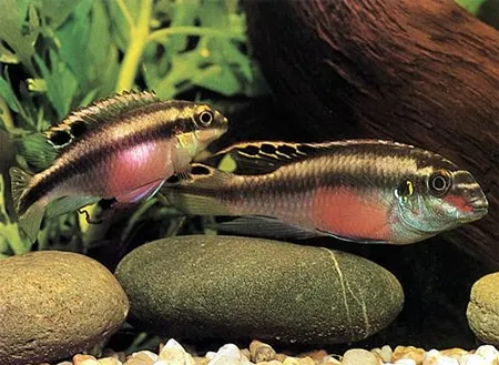 Пельматохроміс крібенсіс ( Pelvicachromis pulcher)