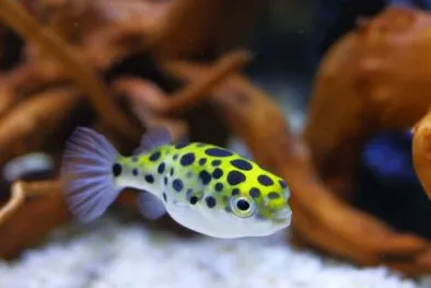 Тетрадон (лат. Tetraodon nigroviridis)