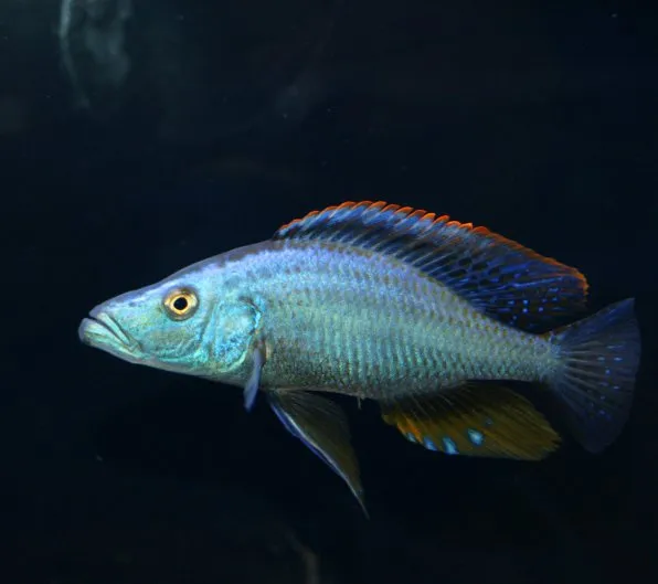 Димідиохроміс компрецисепс (Dimidiochromis compressiceps)