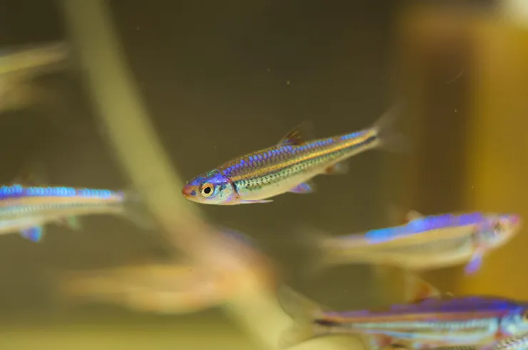 Нотропіс радужний (лат. - Notropis Chrosomus)