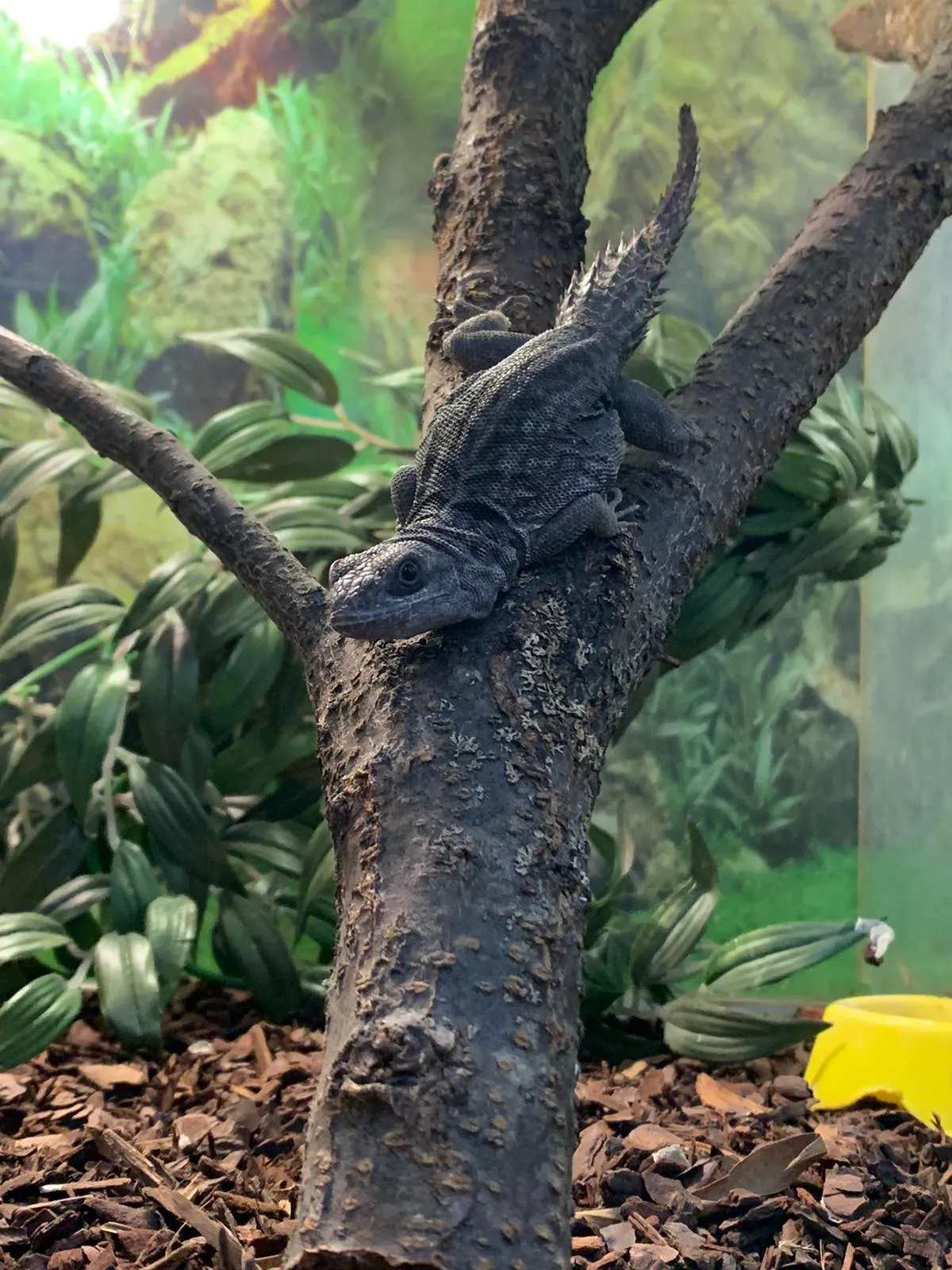 Ігуана шипохвоста (лат. - Ctenosaura quinquecarinata)