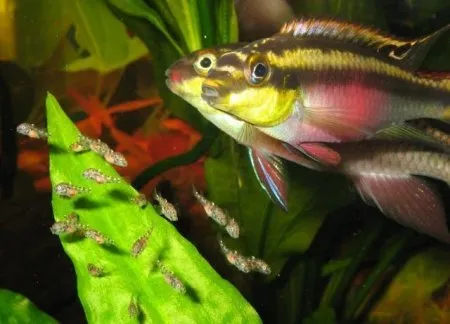 Пельматохроміс крібенсіс ( Pelvicachromis pulcher)