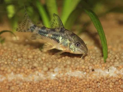 Корідорус крапчатий (лат. - Corydoras paleatus)