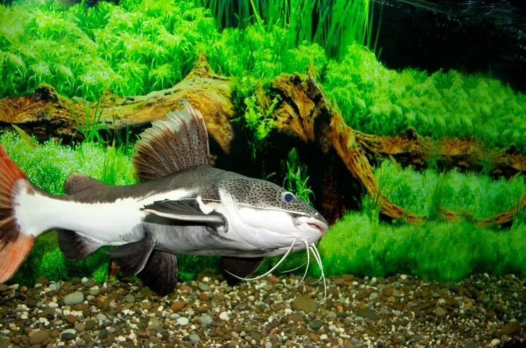 Оринокский Сом (лат. - Phractocephalus hemiliopterus)
