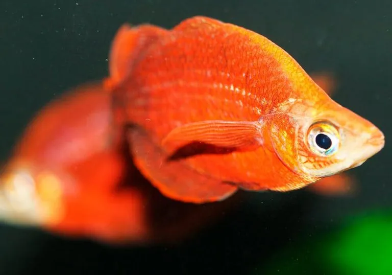 Атерина червона, (лат. - Glossolepis incisus)