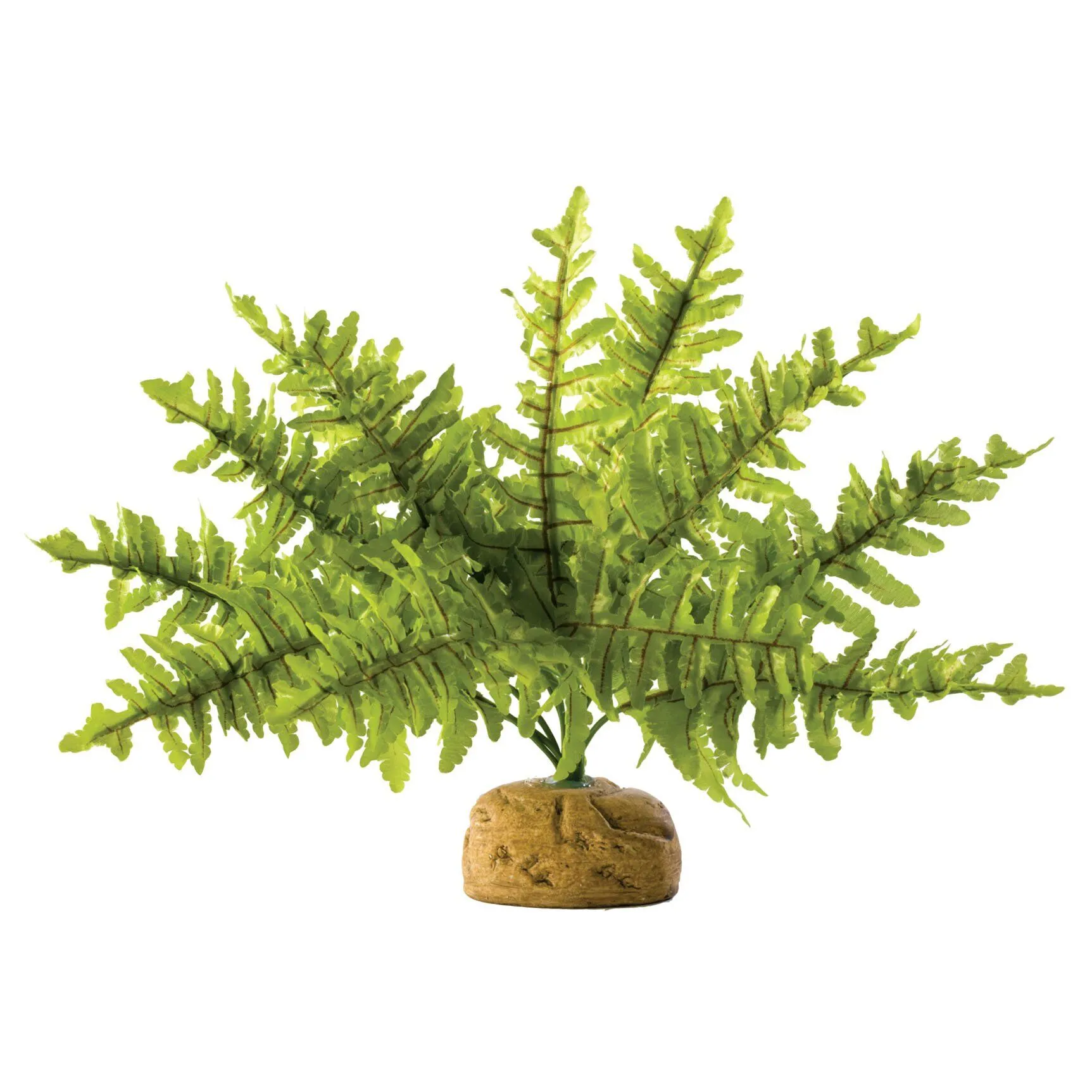 Рослина на підставці Boston Fern Small