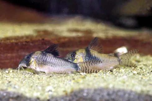 Корідорус септентріоналіс (лат. - Corydoras septentrionalis)