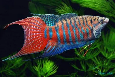 Макропод, L (лат. - Macropodus)