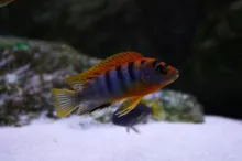 Лабідохроміс хонгі ред, S (лат. - Labidochromis hongi red)