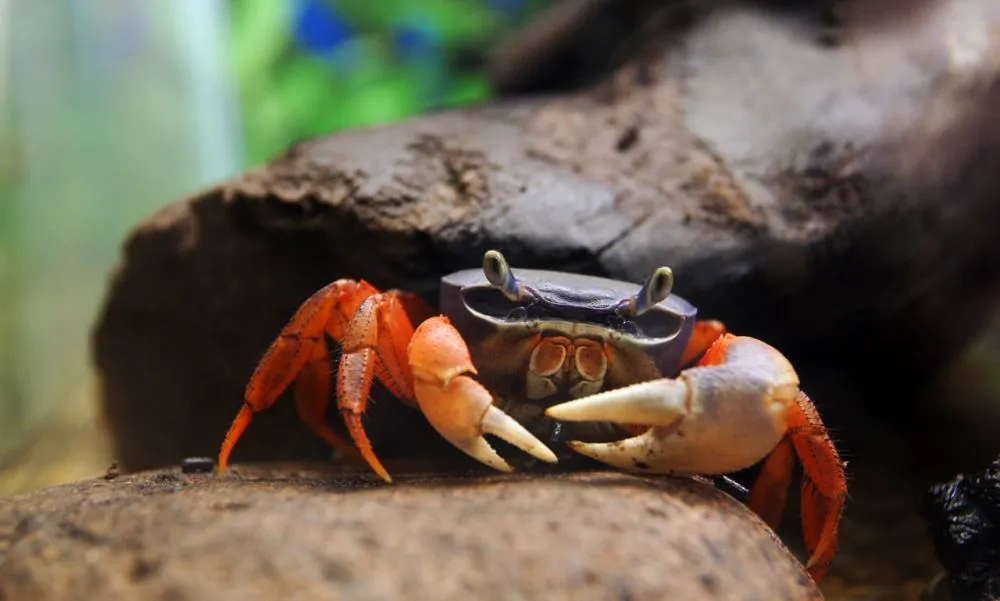 Краб кардісома, (лат - Cardisoma armatum)