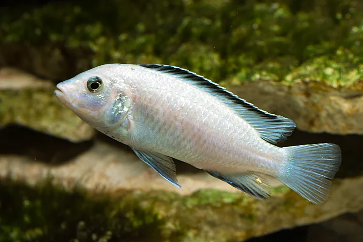 Лабідохроміс Єллоу Альбінос (Labidochromis caeruleus albino)