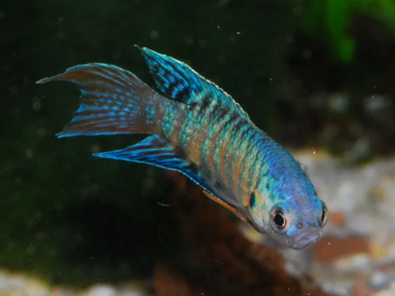 Макропод, S (лат. - Macropodus)
