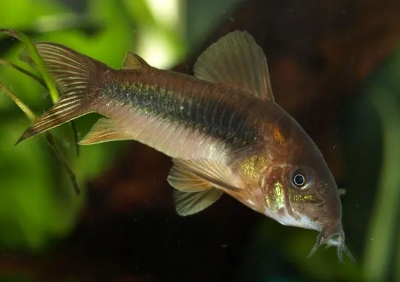 Корідорус Золотий (лат. - Corydoras aeneus)