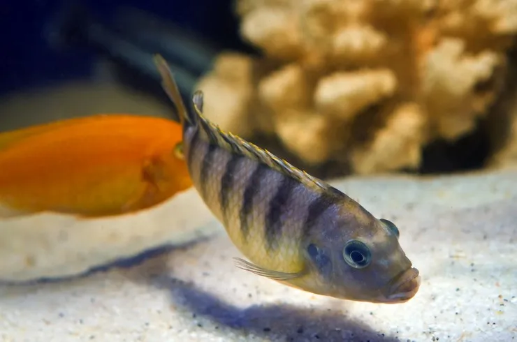 Псевдотрофеус Ломбардо, S (лат. - Pseudotropheus lombardoi)
