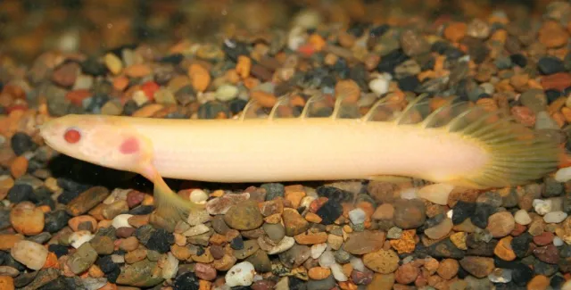 Поліптерус сенегальський Альбінос (лат. - Polypterus senegalus)