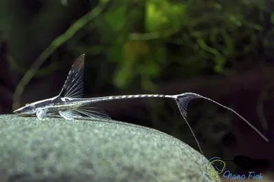 Стурісома панамська, M (лат. - Sturisoma panamense)