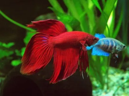 Пітушки, асс. XL.Гігант (лат. Betta splendens varr. Giant)
