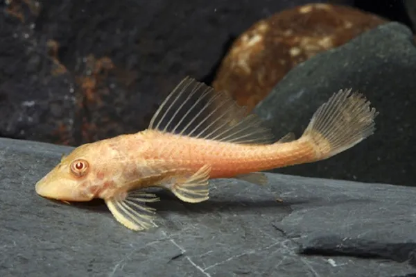 Плєкостомус альбінос (Hypostomus plecostomus)