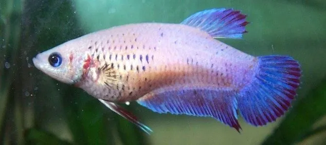 Пітушки, асс, самки. L. (лат. Betta)