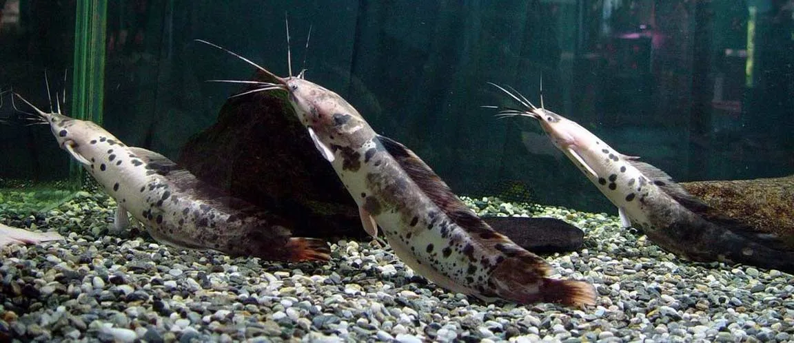 Кларіус пятнистий (Clarias batrachus)