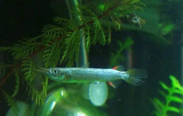 Дермогеніс карликовий (Dermogenys pusillus)